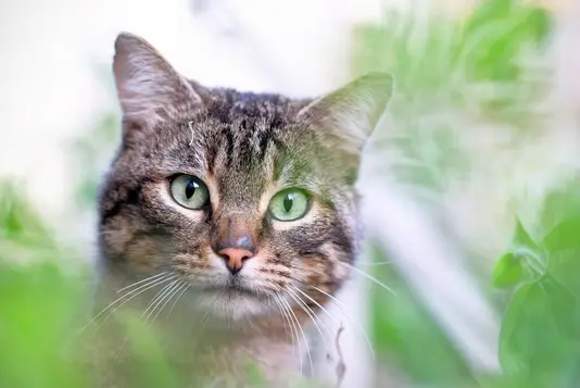 Katze im Garten